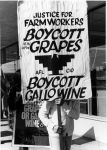 (3703) Gallo Boycott, grocery store pickett